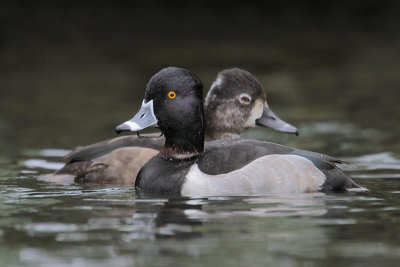 Ring-necked Duck