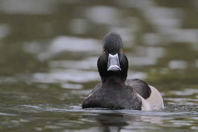 Ring-necked Duck