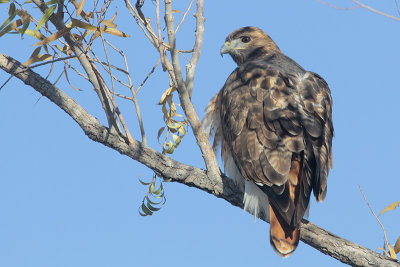 Red-tailed Hawk