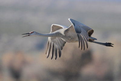 Sandhill Crane