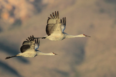 Sandhill Crane