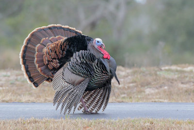 Wild Turkey