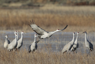 Sandhill Crane