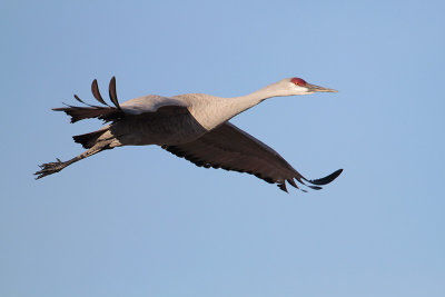 Sandhill Crane