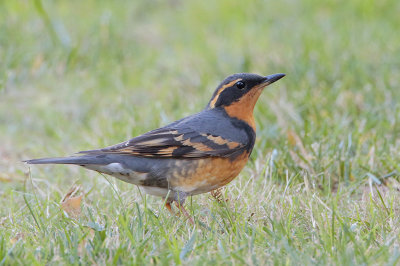 Varied Thrush