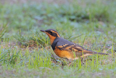 Varied Thrush