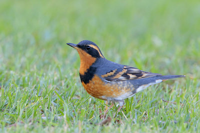 Varied Thrush