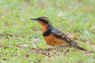 Varied Thrush