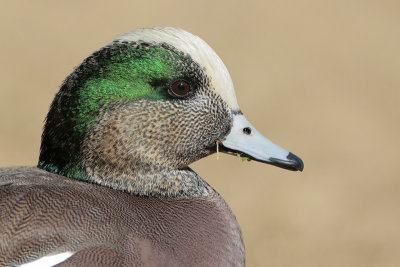 American Wigeon