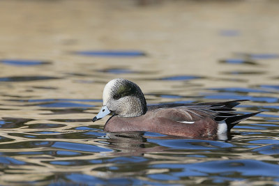 American Wigeon