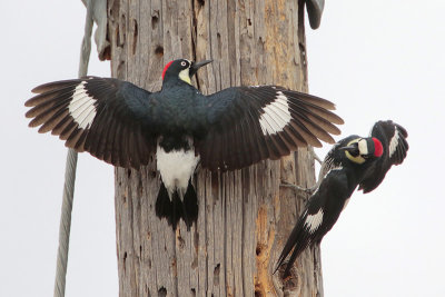 Acorn Woodpecker