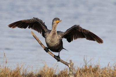 Neotropic Cormorant