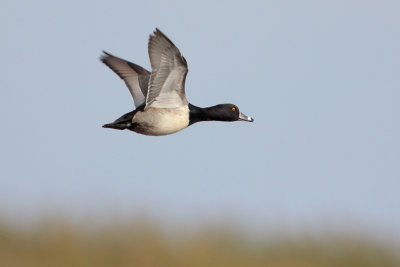 Ring-necked Duck