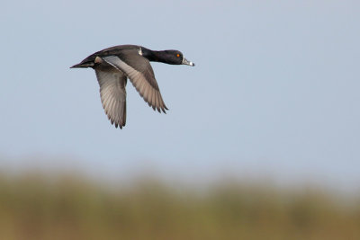 Ring-necked Duck