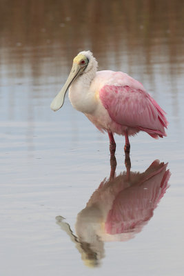 Roseate Spoonbill