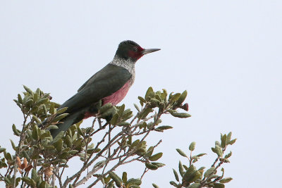 Lewiss Woodpecker