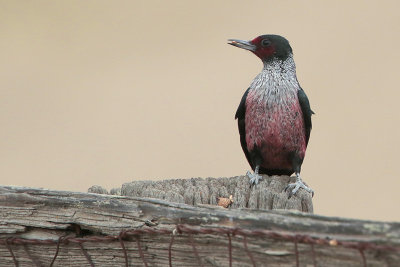 Lewis's Woodpecker