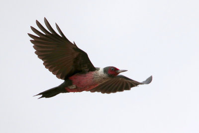 Lewis's Woodpecker