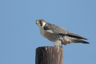 Peregrine Falcon