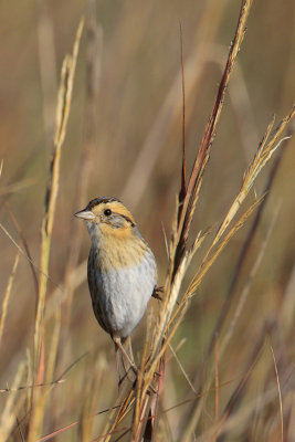 Nelson's Sparrow