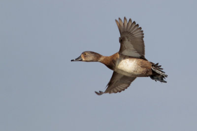 Ring-necked Duck