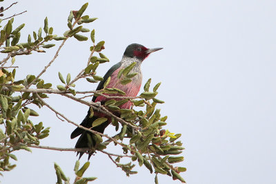 Lewis's Woodpecker