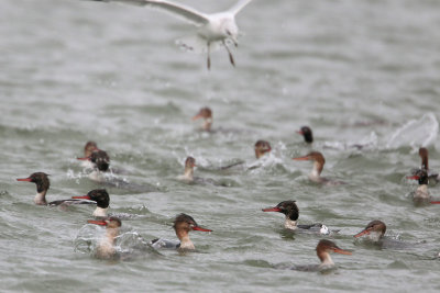 Red-breasted Merganser Raft