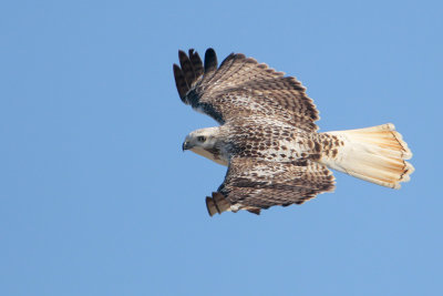 Red-tailed Hawk