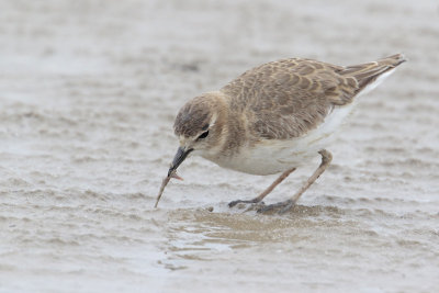 Mountain Plover