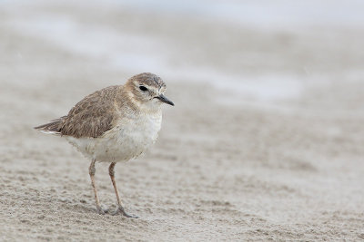 Mountain Plover