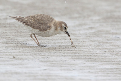 Mountain Plover