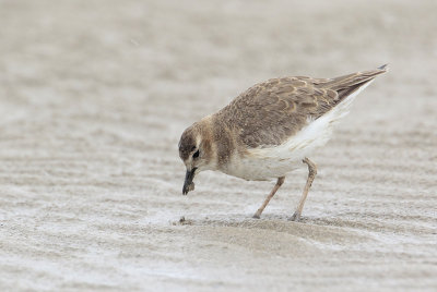 Mountain Plover