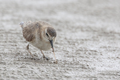 Mountain Plover