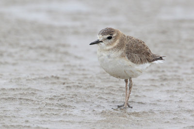 Mountain Plover
