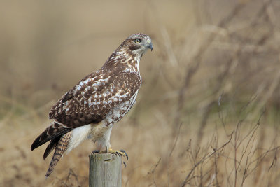 Red-tailed Hawk