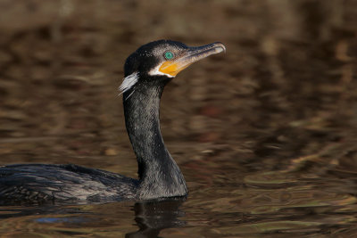 Neotropic Cormorant