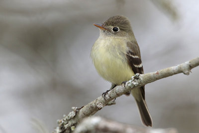 Least Flycatcher