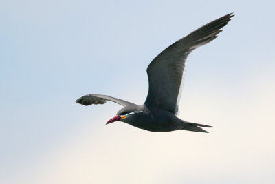 Inca Tern