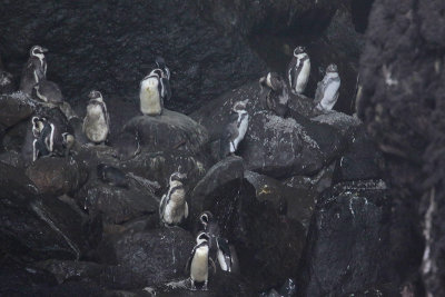 Humboldt Penguin