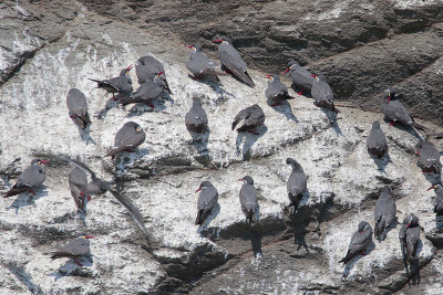 Inca Tern