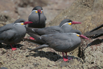 Inca Tern