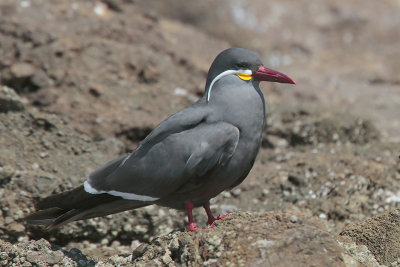 Inca Tern