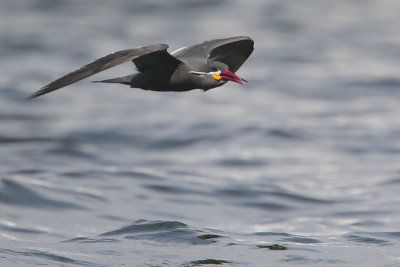 Inca Tern