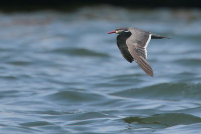 Inca Tern