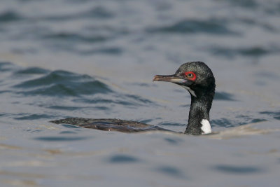 Guanay Cormorant
