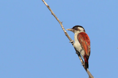 Scarlet-backed Woodpecker