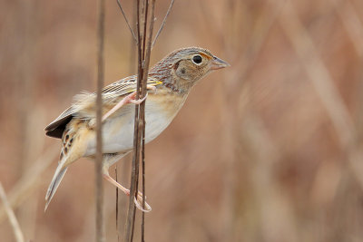 Grasshopper Sparrow