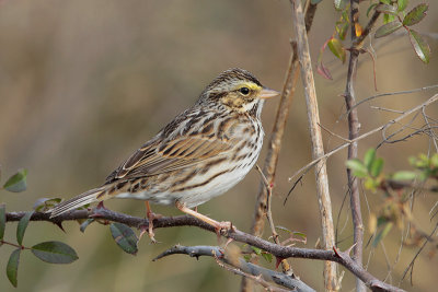 Savannah Sparrow