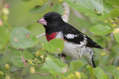 Rose-breasted Grosbeak