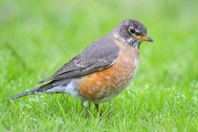 American Robin